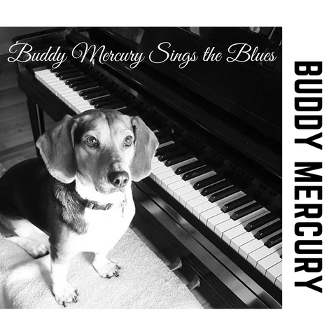 Buddy Mercury the singing piano playing beagle who portrays Freddie Mercury from the band Queen iTunes album cover