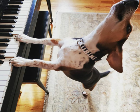Buddy Mercury the singing piano playing beagle who portrays Freddie Mercury from the band Queen playing the piano with piano collar