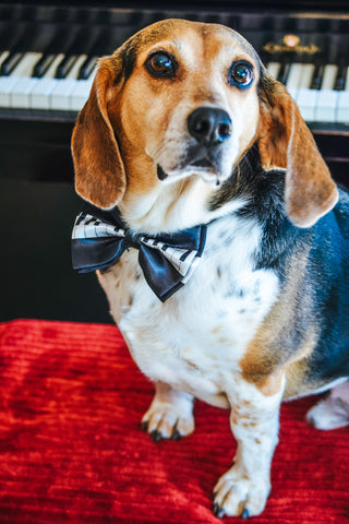 buddy mercury dog piano playing beagle sings howls queen Freddie Mercury 