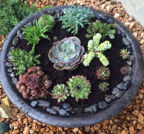 Succulents in Fire Pit