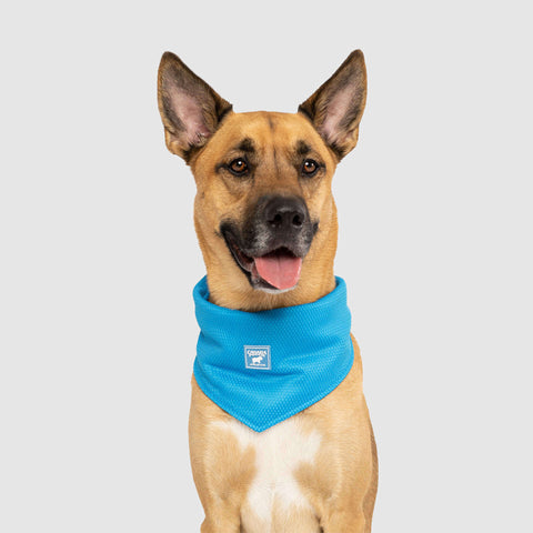 Cooling Bandana – Cooling Dog Bandana 