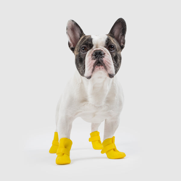 dog in wellies