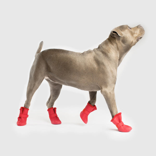 dog wellies