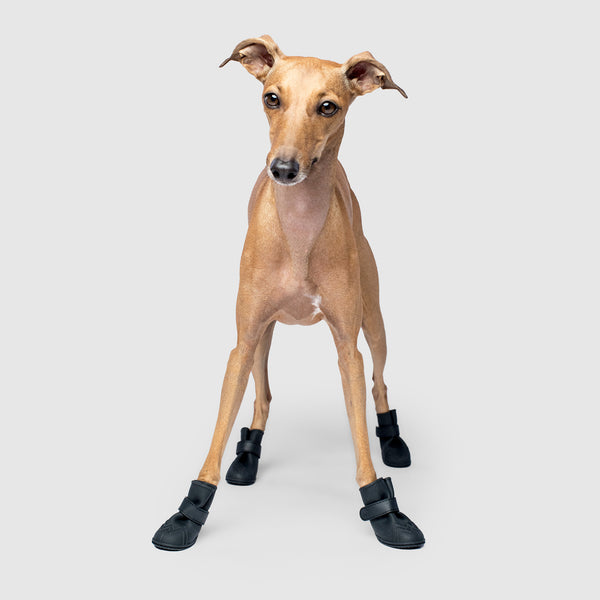 whippet booties