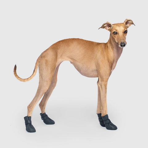 whippet booties