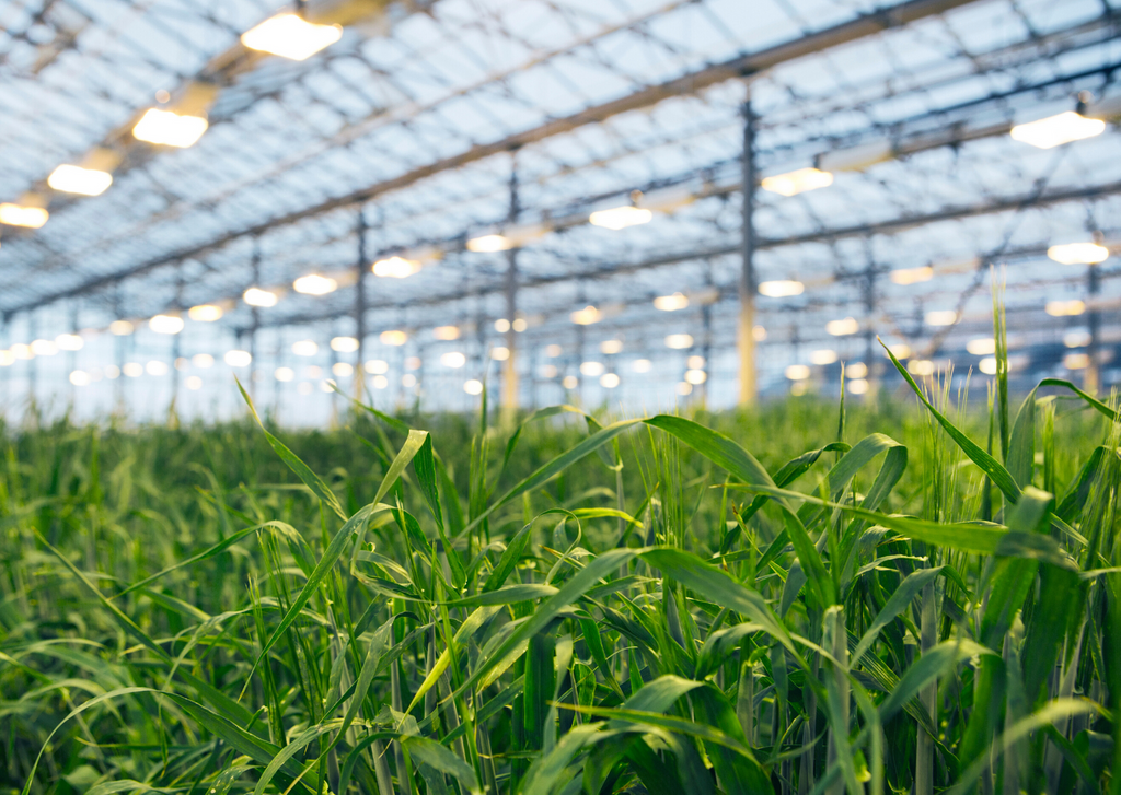 BIOEFFECT Greenhouse