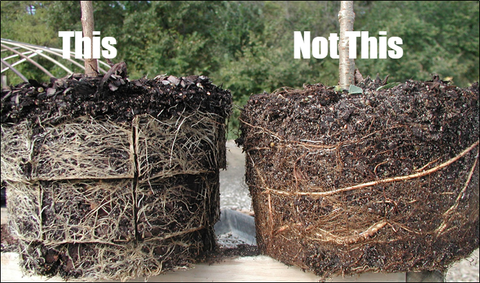 Fibrous Root System vs. Larger, Circling Roots