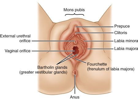 Anatomy of Female Genital