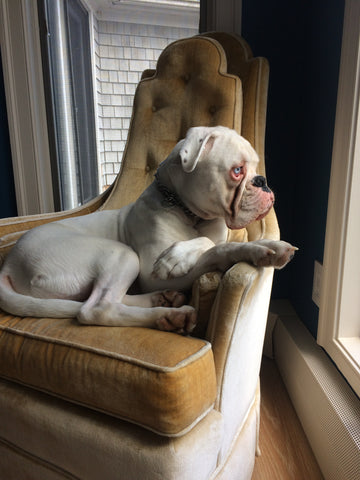 White boxer sitting on a golden yellow velvet slipper chair.