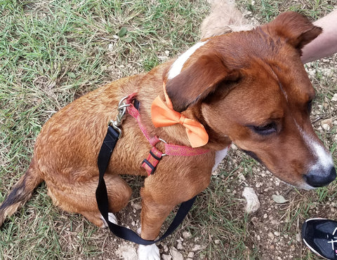 Dog visiting Halzband during 2018 Cedar Bark Festival