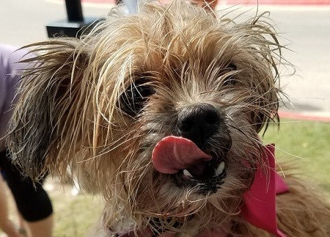 Cute Dog at the Halzband Exhibit during the 2018 Cedar Bark Festival