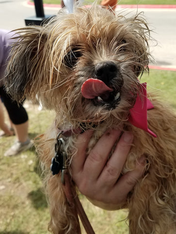 Cute Dog at 2018 Cedar Bark Festival