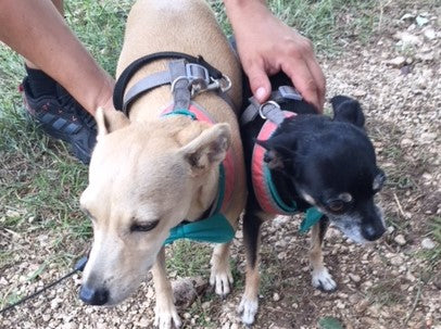 Dogs visiting Halzband during 2018 Cedar Bark Festival