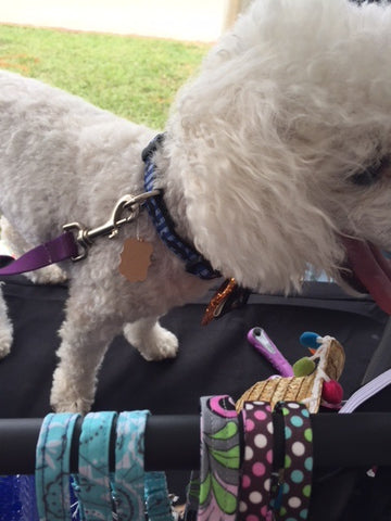 Dog on Halzband Table during 2018 Cedar Bark Festival