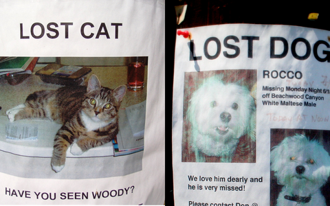 Lost Cat and Dog Posters