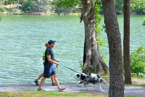 People Walking their Dogs on Leashes