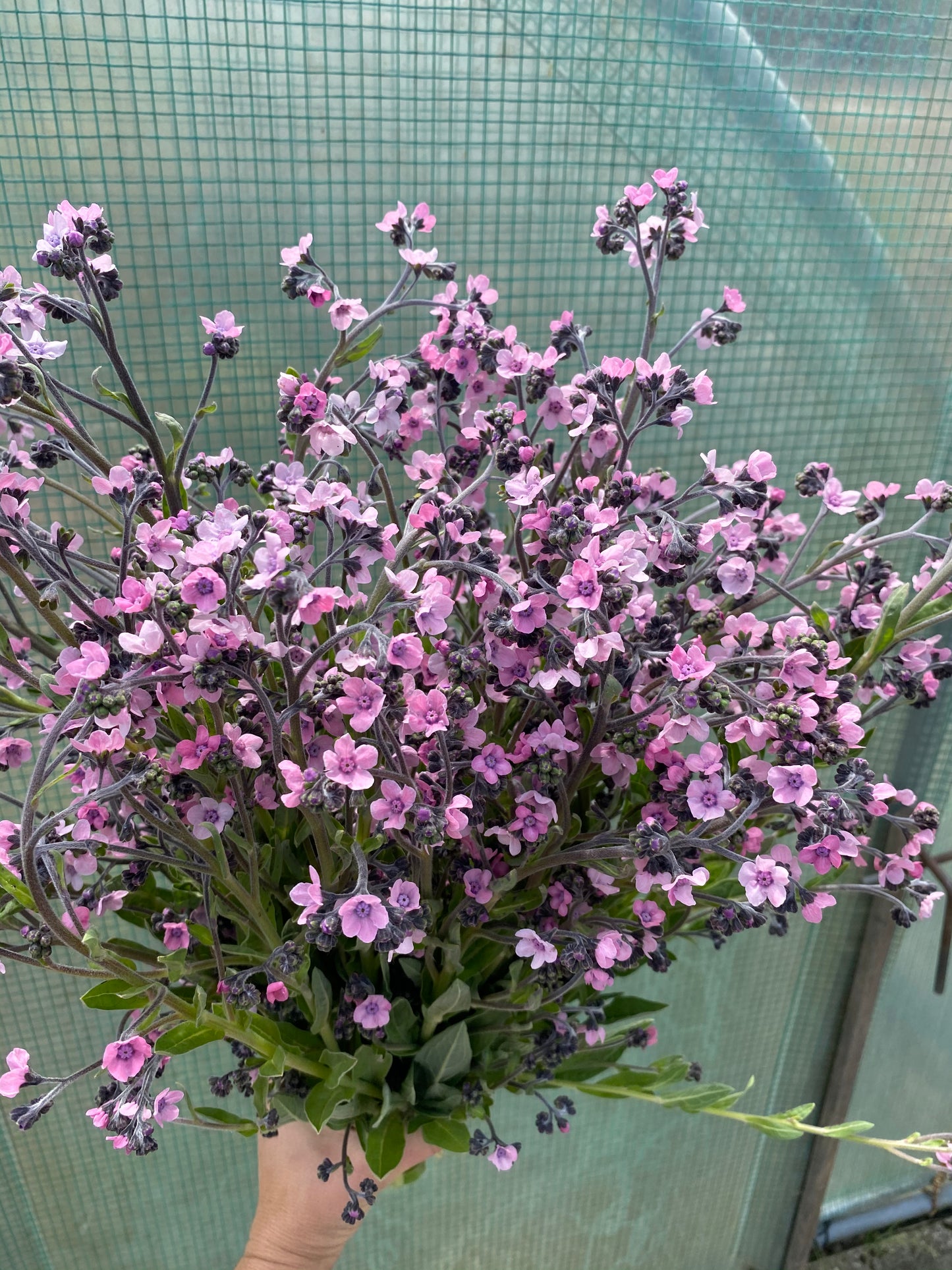 Chinese vergeet-me-nietjes "Mystic Pink"