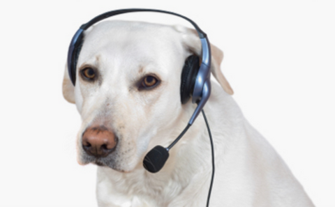 a lab wearing a headset prepared to take your calls!
