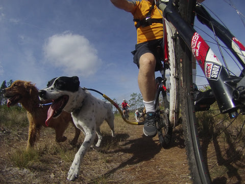 A golden retriever & a black & white spotted lab mix run together on a dog coupler attached to a mountain bike with the Bike Tow Leash during a dryland mush race