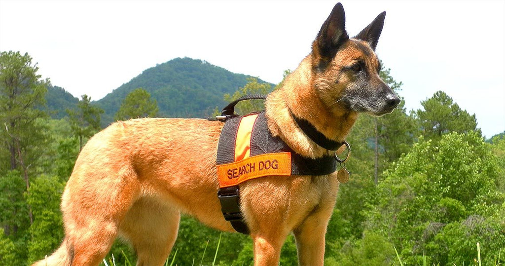 how are rescue dogs trained