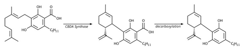 Conversion of CBGA to CBDA to CBD