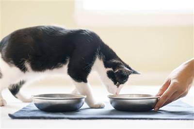 are stainless steel dog bowls radioactive