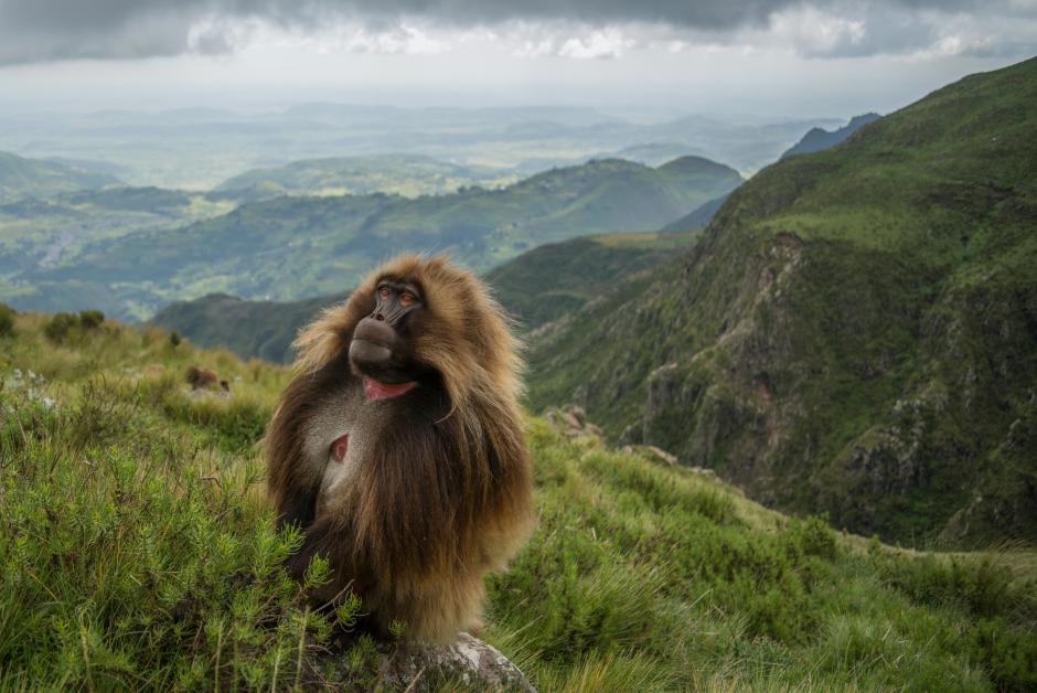 2017 Essay Winner Jeff Kerby’s image of Guassa Gelada monkey on grassy mountain hillside