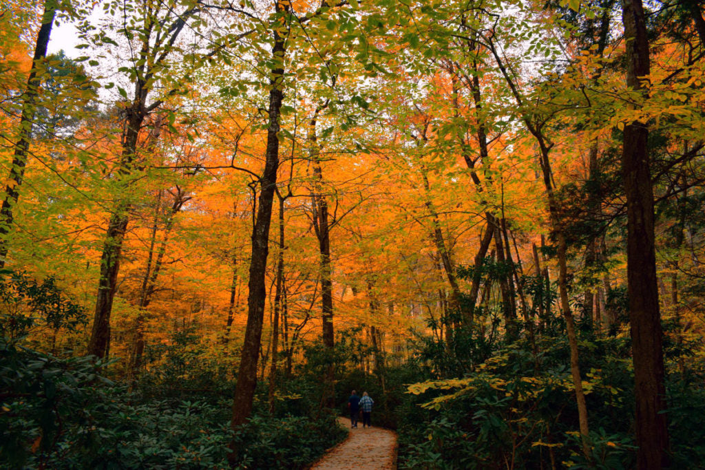 two people walking trail through fall colored trees in the Poconos Mountain
