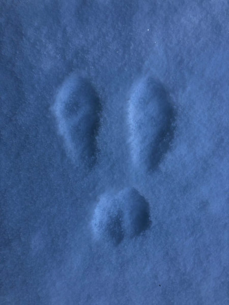 rabbit tracks in snow