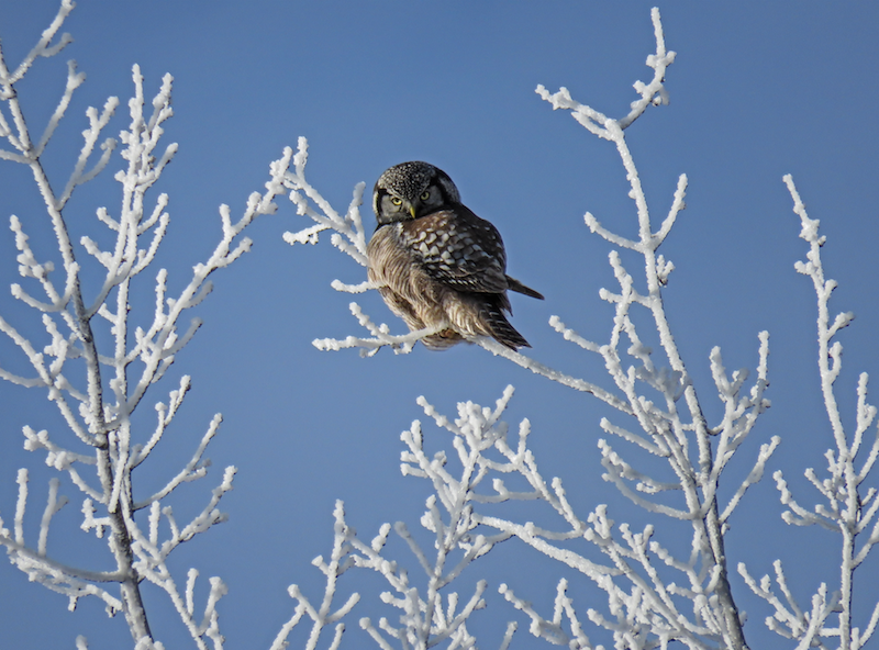 brown owl in snowy tree during day