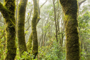 mossy covered forest