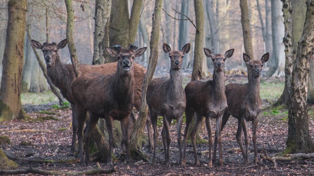 Herd of deer in thinned woods