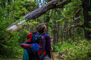 person looking at downed branch across hiking trail