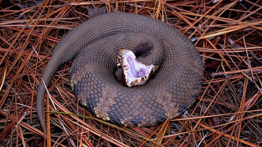 water moccasin snake coiled with mouth open on bed of pine needles