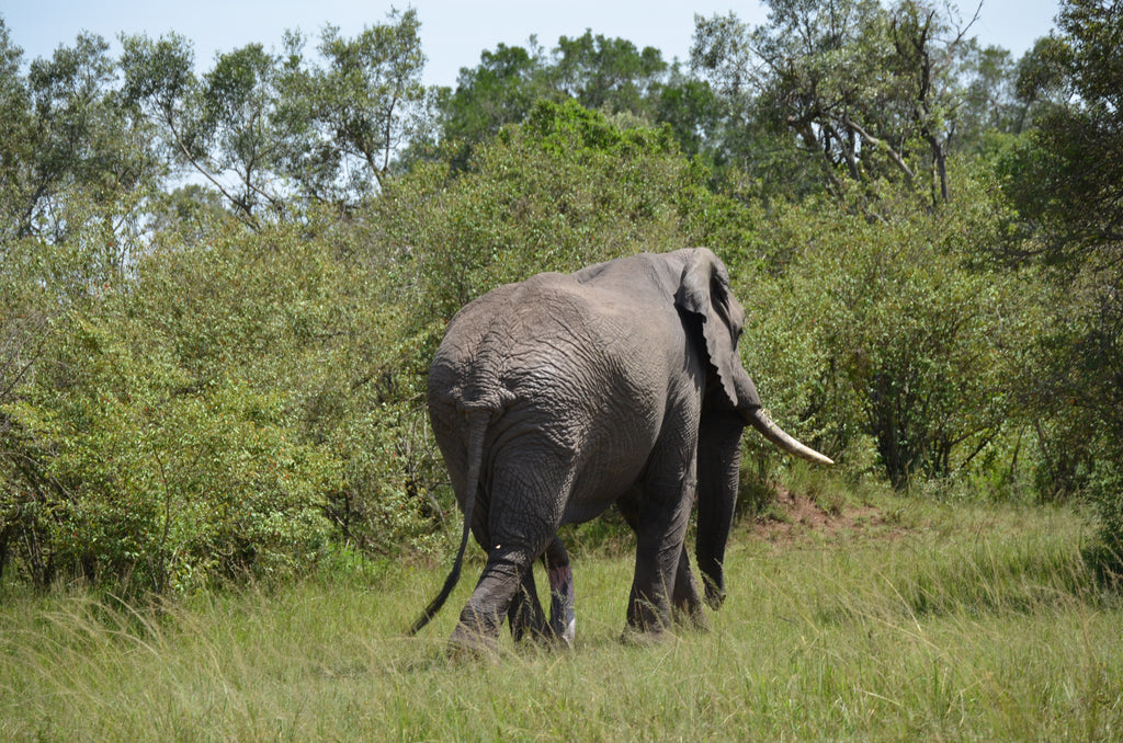 5-legged elephant