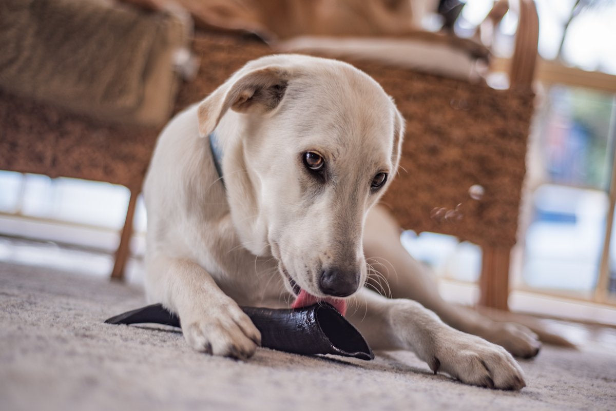 are cow horns safe for dogs