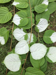 Actinidia polygama