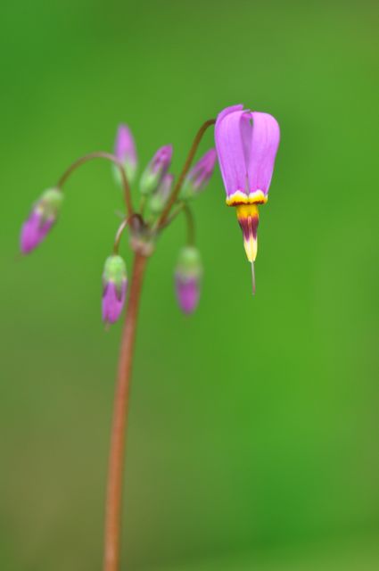 Dodecatheon 'Red Wings' (Shooting Star) - It Green Nursery