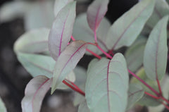 Fuchsia magelanica 'Gracilis Variegata' (Variegated Fuchsia)