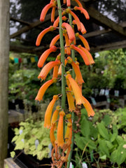 Kniphofia thomsonii (Alpine Poker)