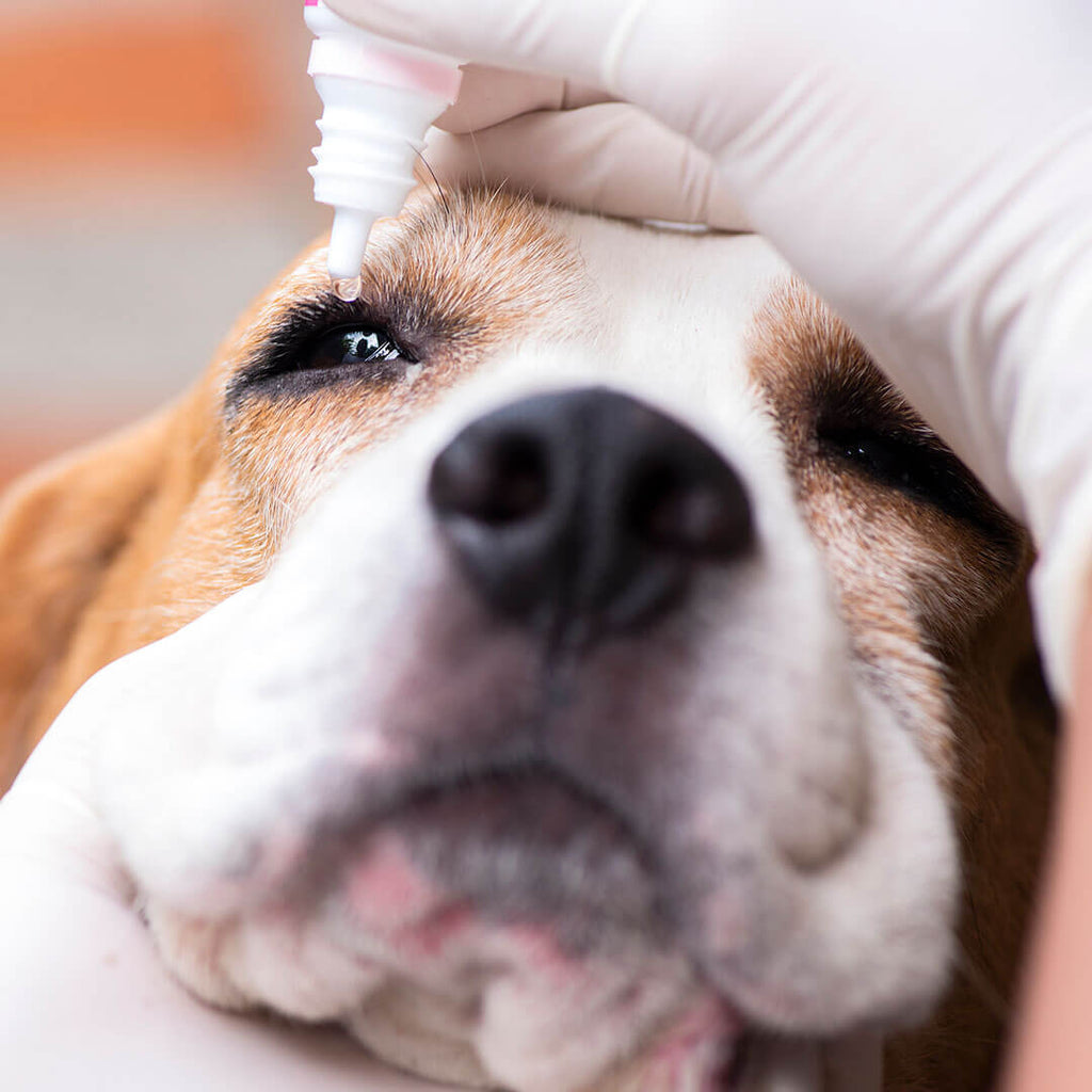 what are the symptoms of conjunctivitis in dogs