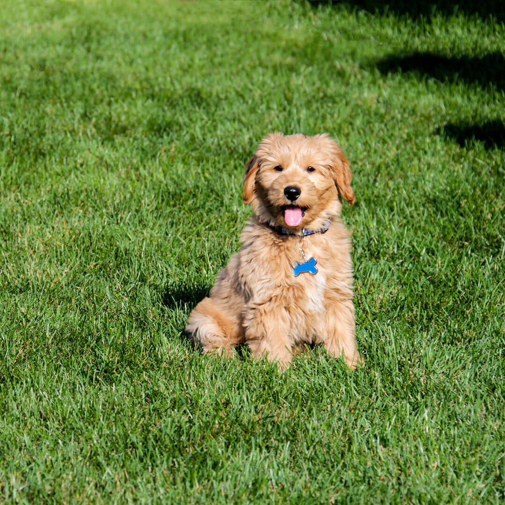 do goldendoodles have stomach problems