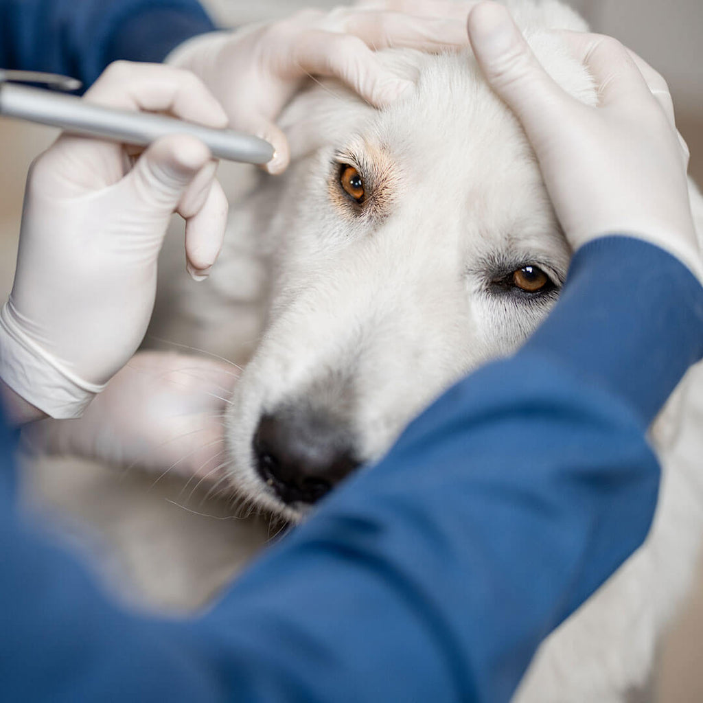 what antibiotic is used for dog eye infection