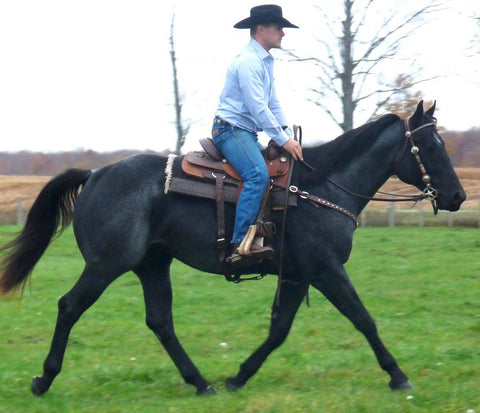 Jason Irwin NS Smokin Gun Northstar Livestock Horse Trainer Stallion Cowboy Horsemanship horses
