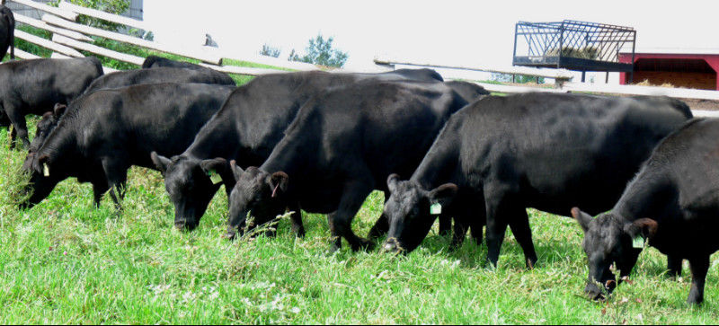 Northstar Livestock registered black angus cattle heifers bulls calves for sale Ontario Canada