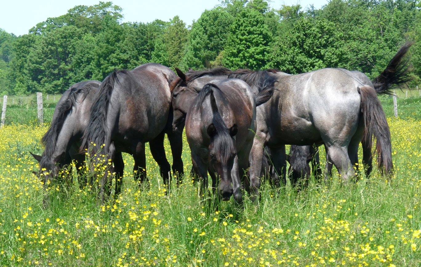 Northstar Livestock blue roans quarter horses registered Ontario Canada clinician Jason Irwin