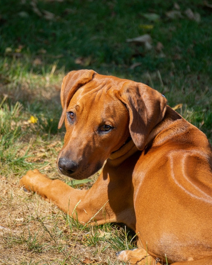 are rhodesian ridgebacks intelligent dogs