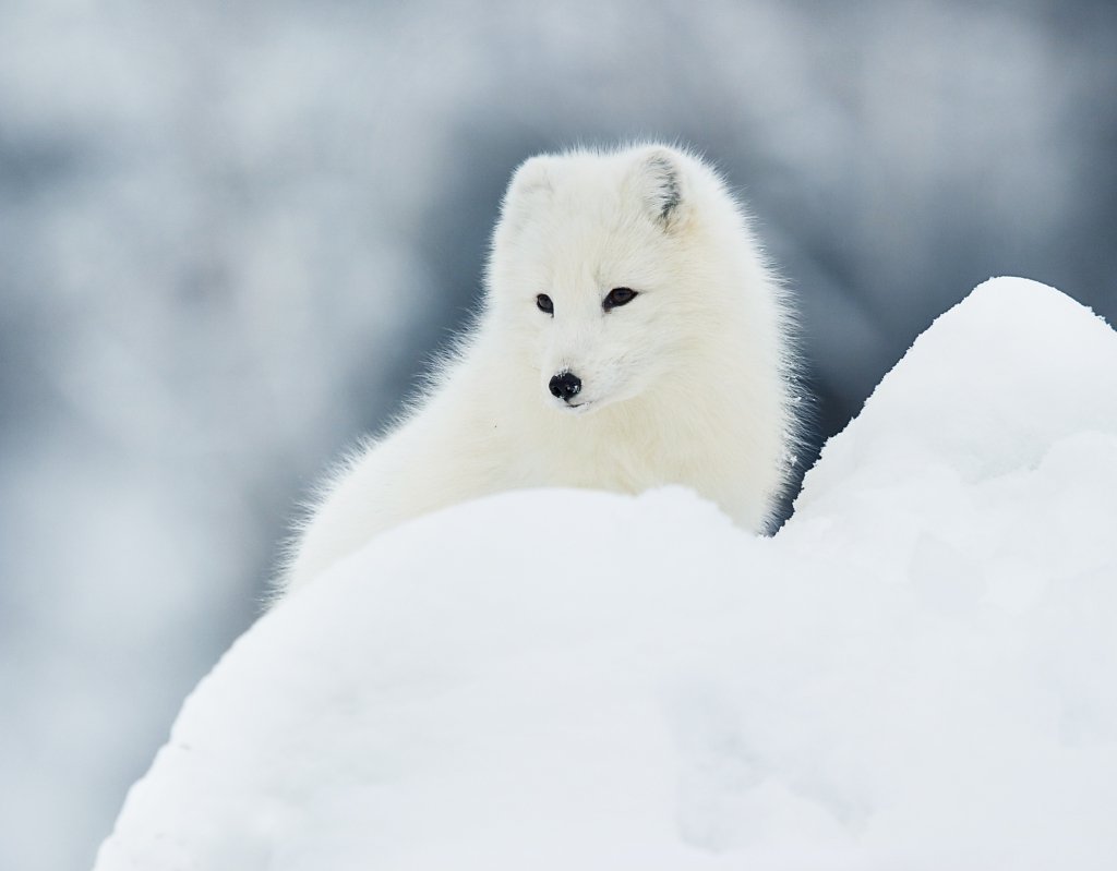 fjallraven arctic fox