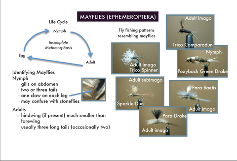 yoming’s Stream Macroinvertebrates sample page