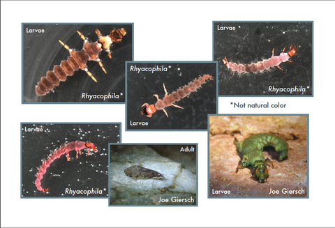 yoming’s Stream Macroinvertebrates sample page